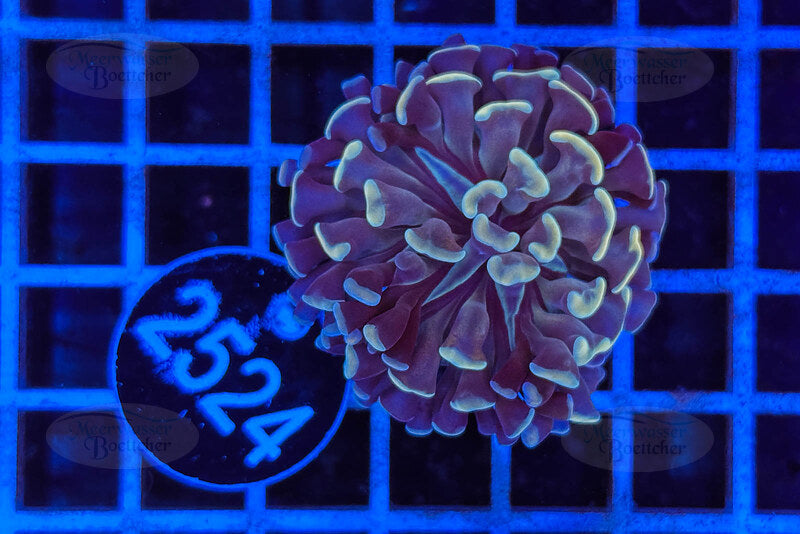 Euphyllia paraancora | LPS Koralle | WYSIWYG