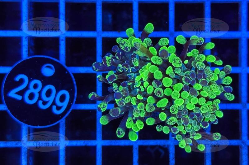 Euphyllia paraancora | Corail LPS | WYSIWYG