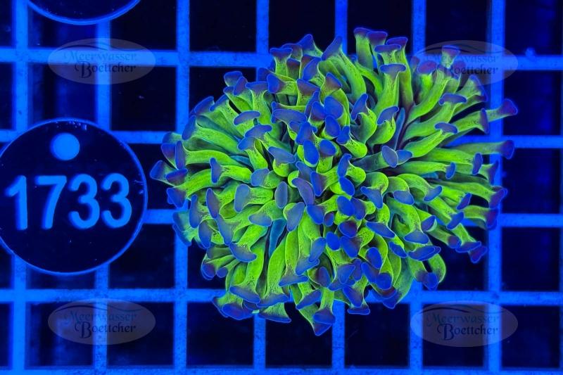 Euphyllia paraancora | LPS Coral | WYSIWYG