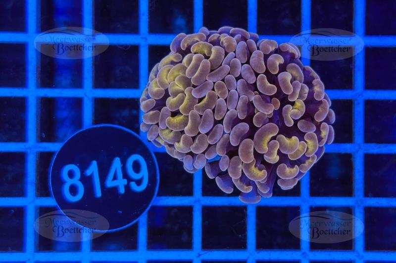 Euphyllia paraancora | LPS Koralle | WYSIWYG