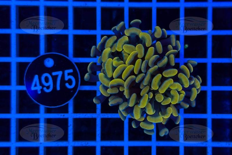 Euphyllia paraancora | Corail LPS | WYSIWYG