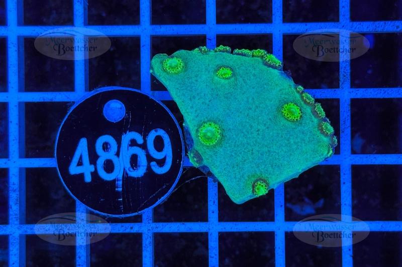 Turbinaria | LPS Coral | WYSIWYG