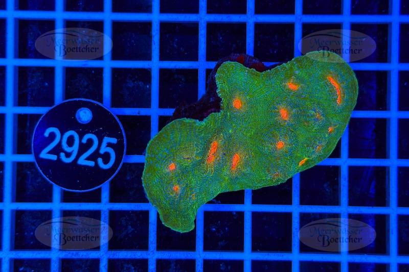 Echinophyllia | LPS Koralle | WYSIWYG