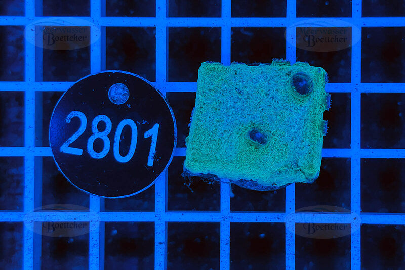 Turbinaria | LPS Koralle | WYSIWYG