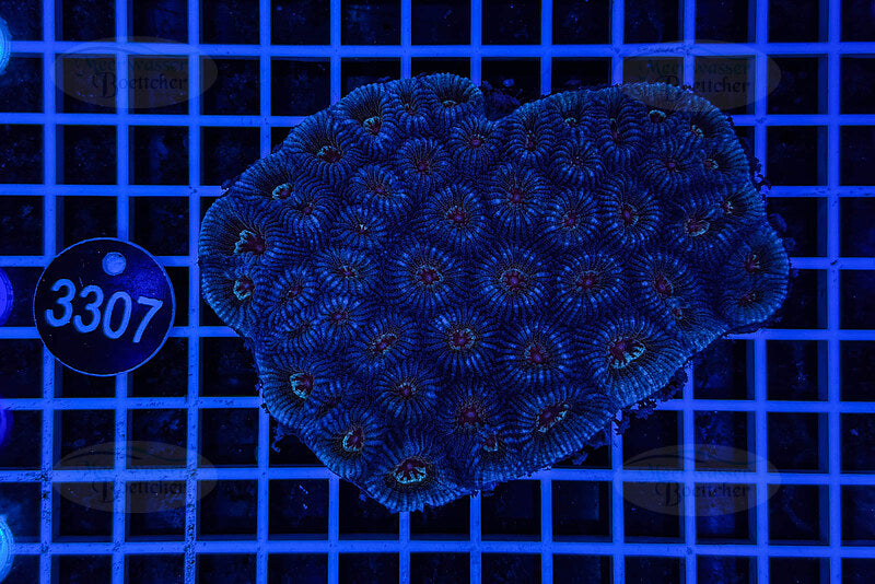 Goniastrea | LPS Coral | WYSIWYG