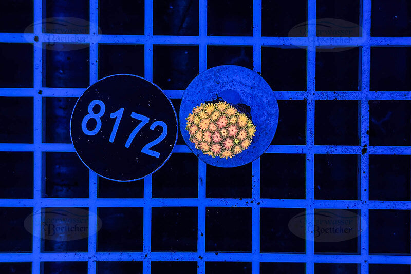 Goniopora Rainbow | LPS Coral | WYSIWYG