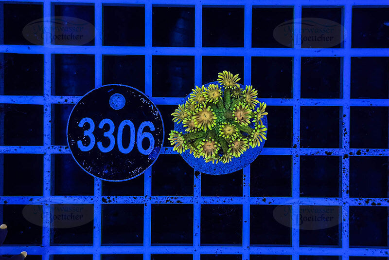 Goniopora Rainbow | LPS Coral | WYSIWYG