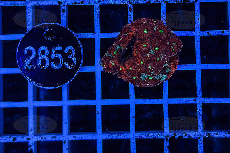 Favoris | Corail LPS | WYSIWYG