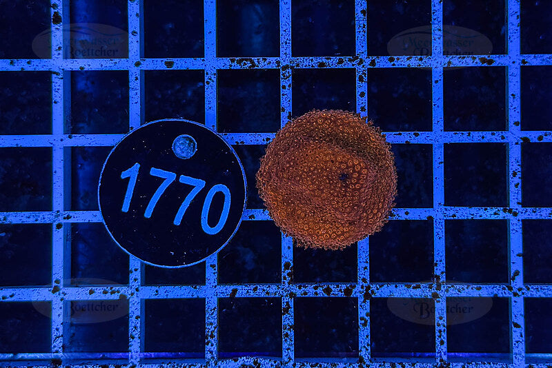 Montipora | SPS Koralle | WYSIWYG