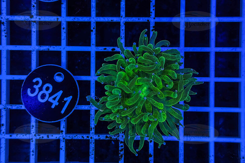 Euphyllia glabrescens | Corail LPS | WYSIWYG