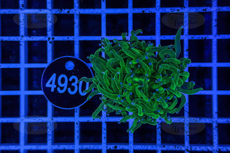 Euphyllia glabrescens | Corail LPS | WYSIWYG