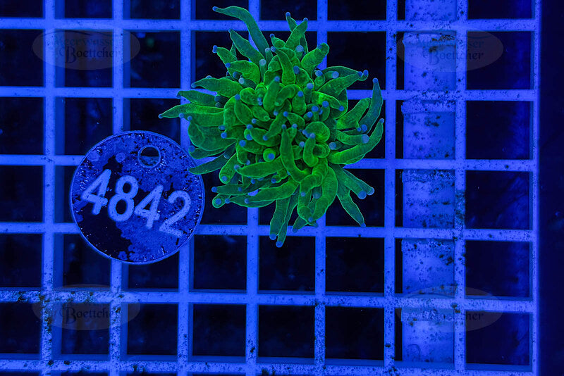 Euphyllia glabrescens | Corail LPS | WYSIWYG