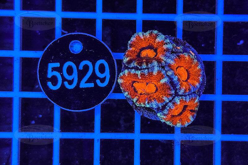 Acanthastrea lordhowensis | LPS Coral | WYSIWYG
