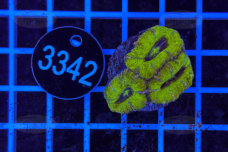 Acanthastrea lordhowensis | LPS Coral | WYSIWYG