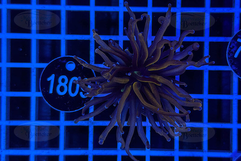 Euphyllia glabrescens | LPS Coral | WYSIWYG