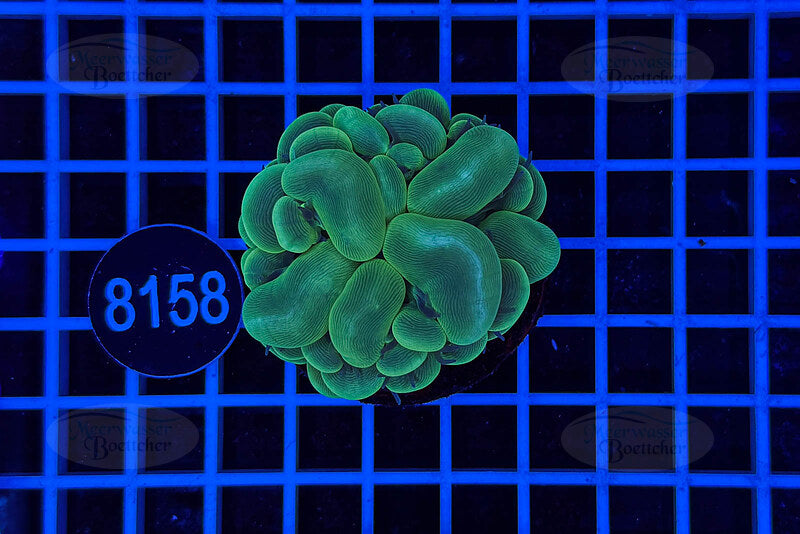 Plerogyra | LPS Coral | WYSIWYG