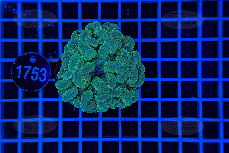 Plerogyra | LPS Coral | WYSIWYG