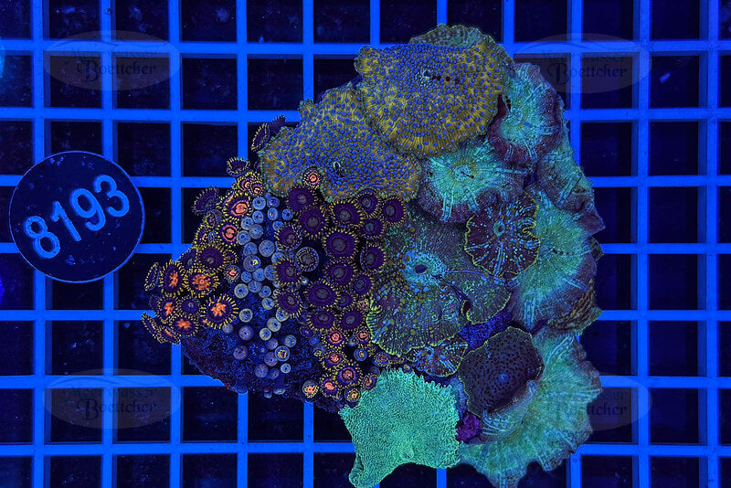 Zoa & Disc Anemone Garden | Soft Coral Mix | WYSIWYG