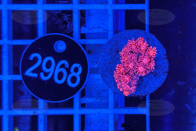 Goniopora Rainbow | LPS Coral | WYSIWYG