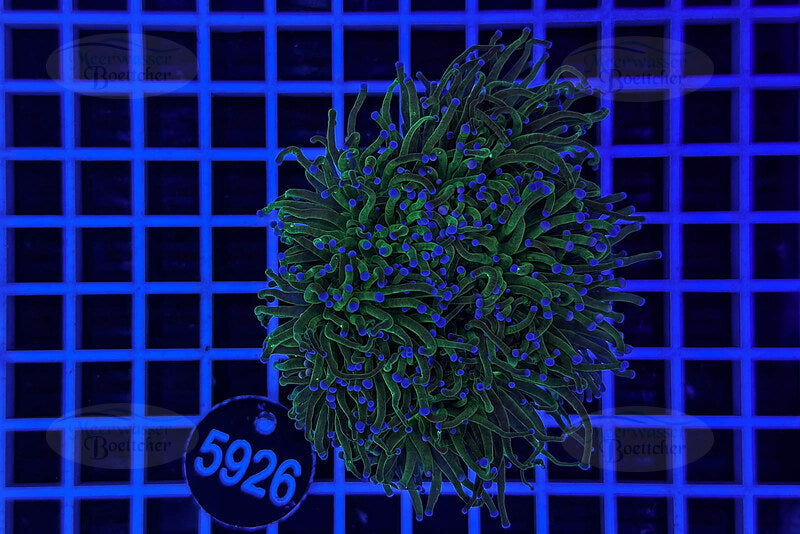 Euphyllia glabrescens | LPS Coral | WYSIWYG