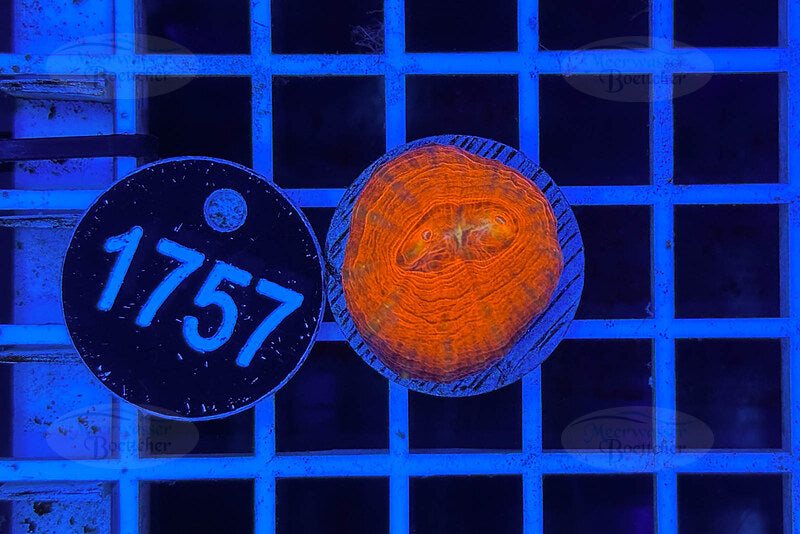 Scolymia australis | LPS Coral | WYSIWYG