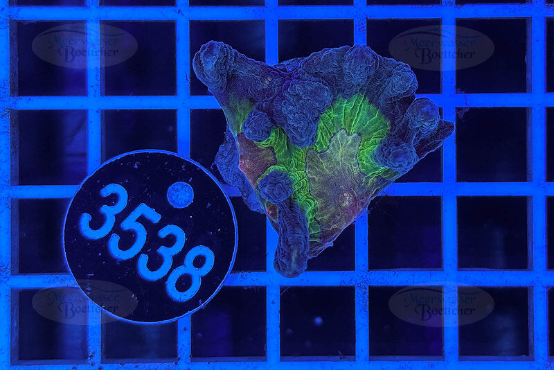 Pectinia sp. | LPS Coral | WYSIWYG