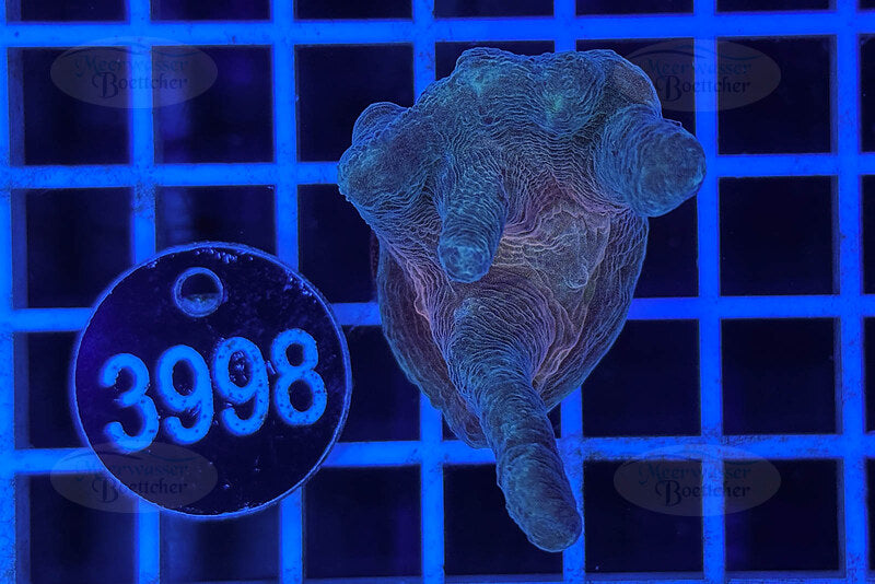 Pectinia sp. | LPS Coral | WYSIWYG