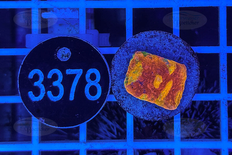 Chalice Frag | LPS Coral | WYSIWYG