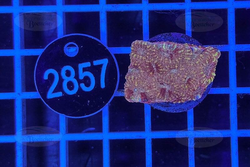 Favia | LPS Coral | WYSIWYG