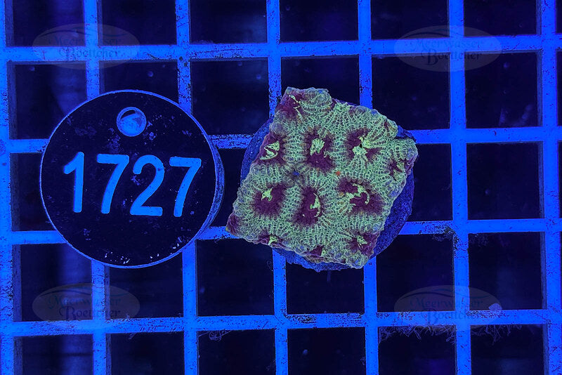 Favia | LPS Coral | WYSIWYG