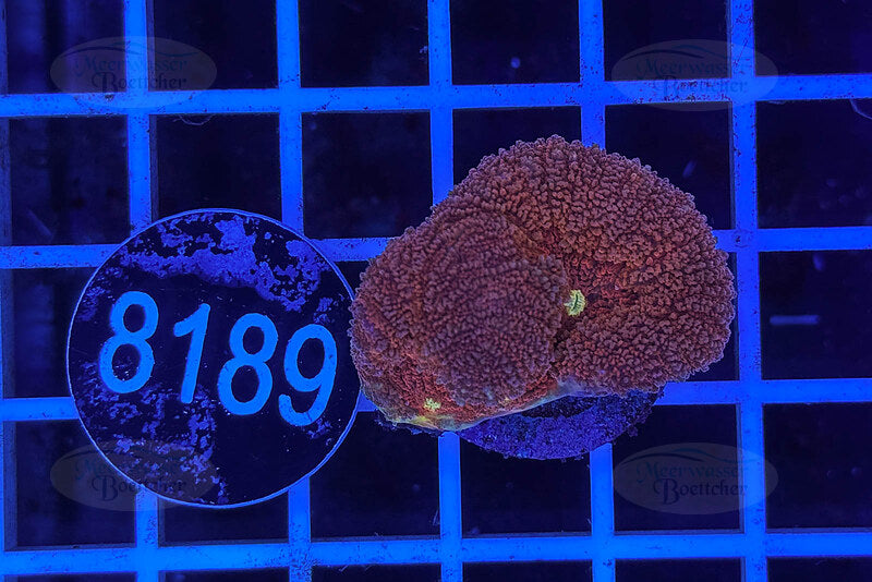 Lobophyllia sp. | LPS Coral | WYSIWYG