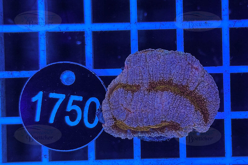 Lobophyllia sp. | LPS Coral | WYSIWYG