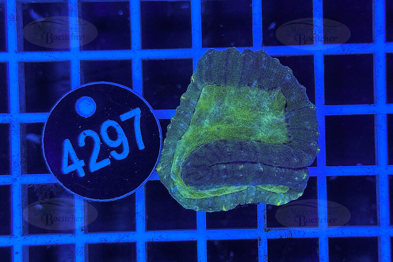 Symphyllia sp. | LPS Coral | WYSIWYG