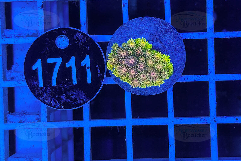 Goniopora Rainbow | LPS Coral | WYSIWYG