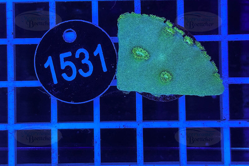 Turbinaria | LPS Coral | WYSIWYG
