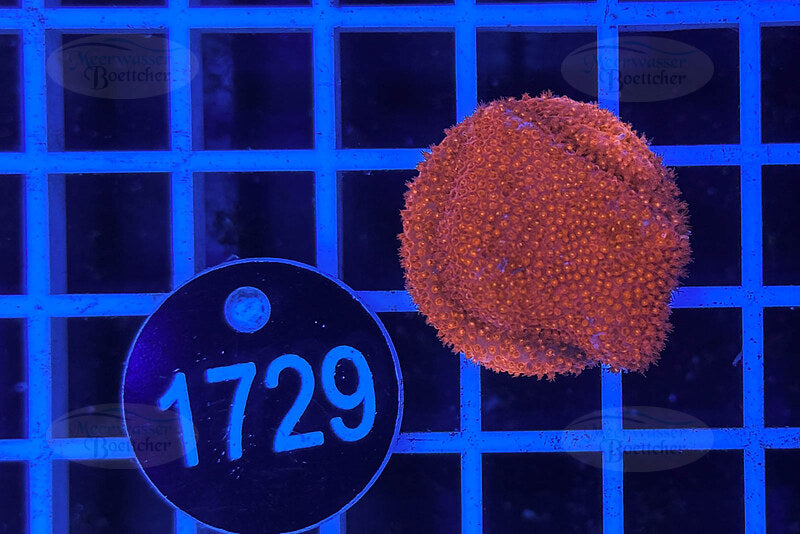 Montipora | SPS Koralle | WYSIWYG