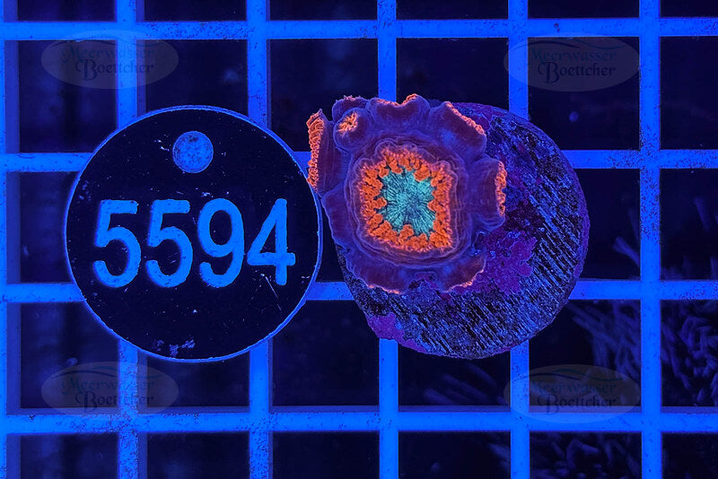 Blastomussa wellsi | LPS Coral | WYSIWYG