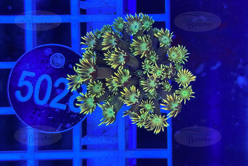 Goniopora Rainbow | LPS Coral | WYSIWYG