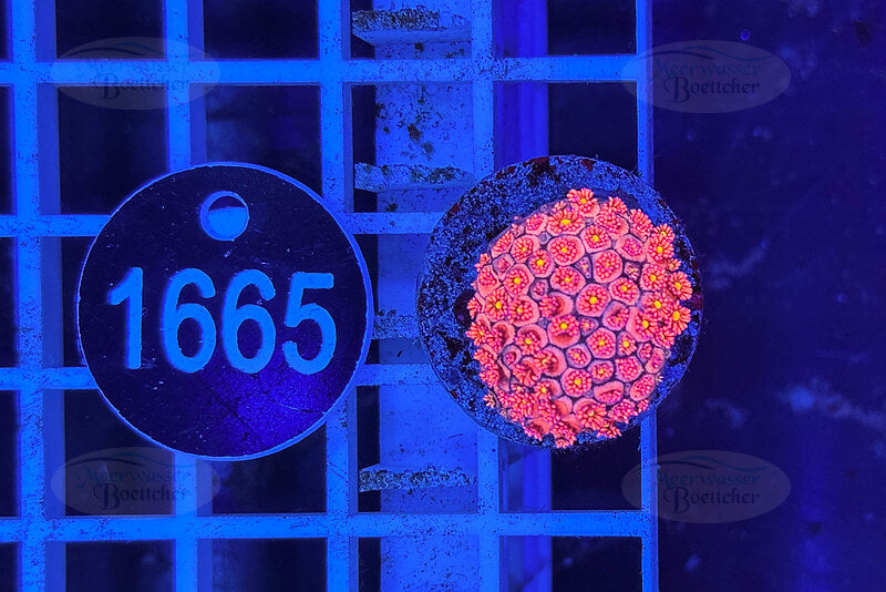 Goniopora Rainbow | LPS Coral | WYSIWYG