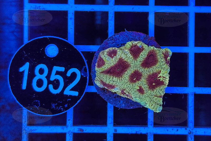 Favia | LPS Coral | WYSIWYG