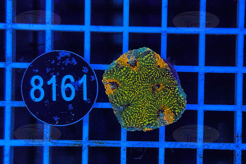 Acanthastrea echinata | LPS Coral | WYSIWYG