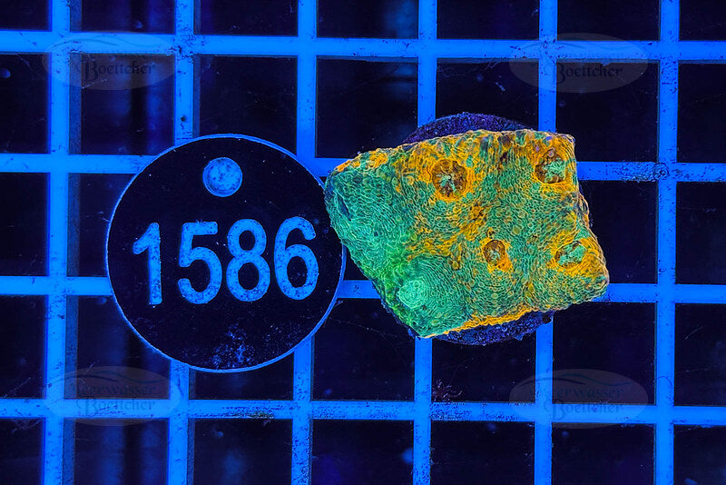 Acanthastrea echinata | LPS Coral | WYSIWYG