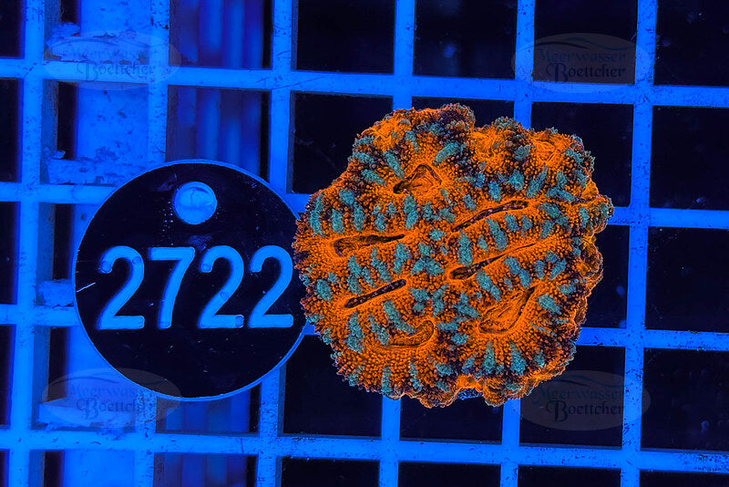 Acanthastrea lordhowensis | Corail LPS | WYSIWYG