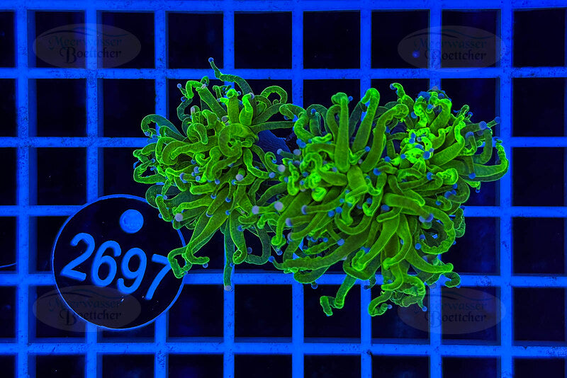 Euphyllia glabrescens | LPS Coral | WYSIWYG