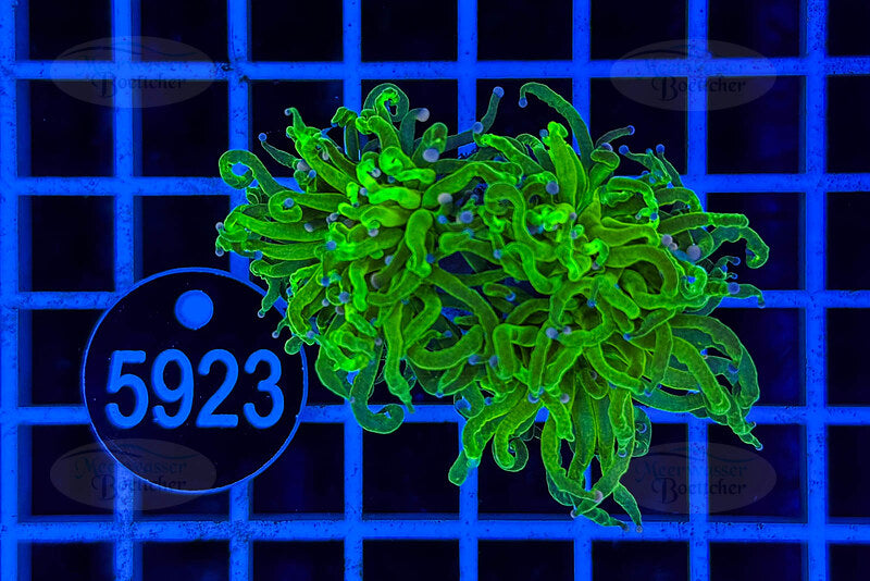 Euphyllia glabrescens | LPS Koralle | WYSIWYG