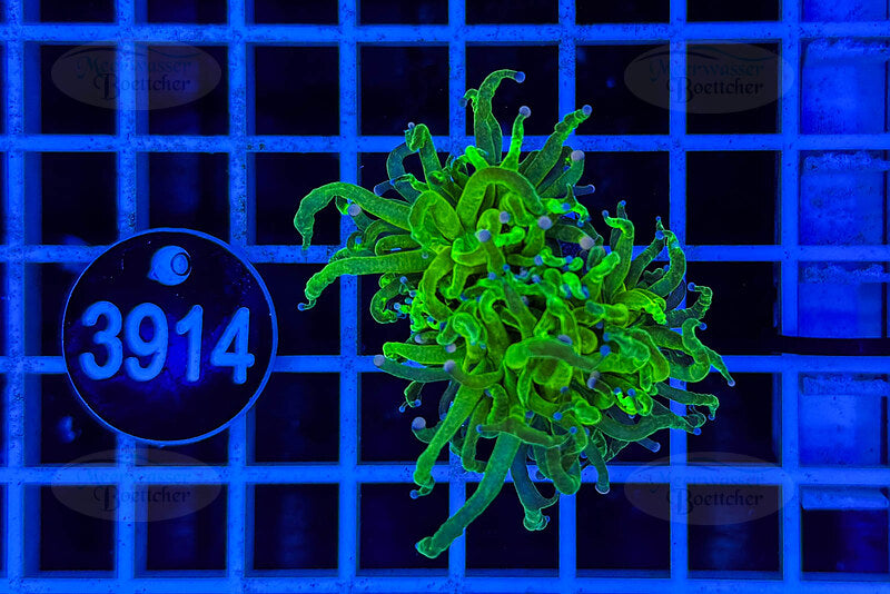 Euphyllia glabrescens | LPS Koralle | WYSIWYG