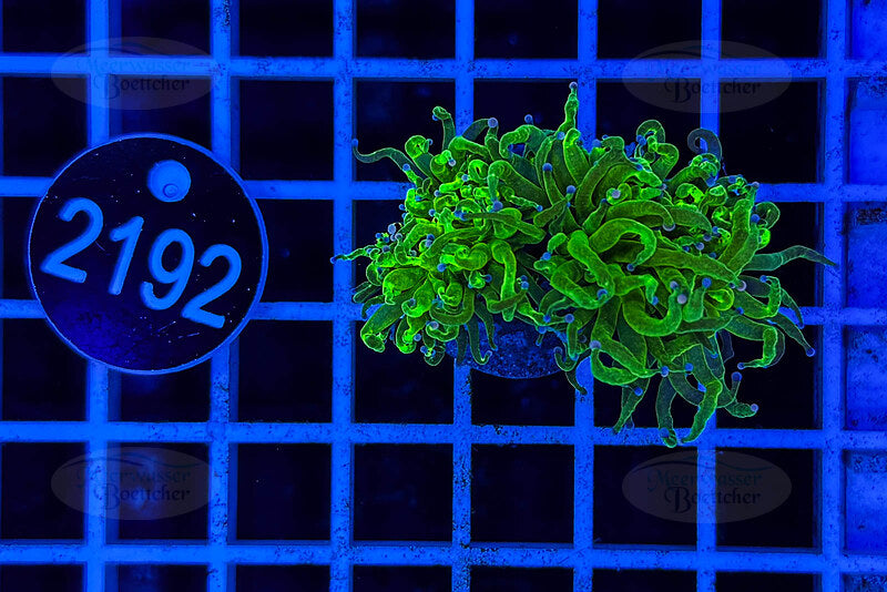 Euphyllia glabrescens | LPS Coral | WYSIWYG