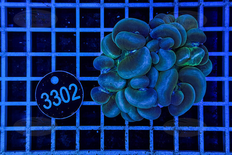 Plerogyra | LPS Coral | WYSIWYG