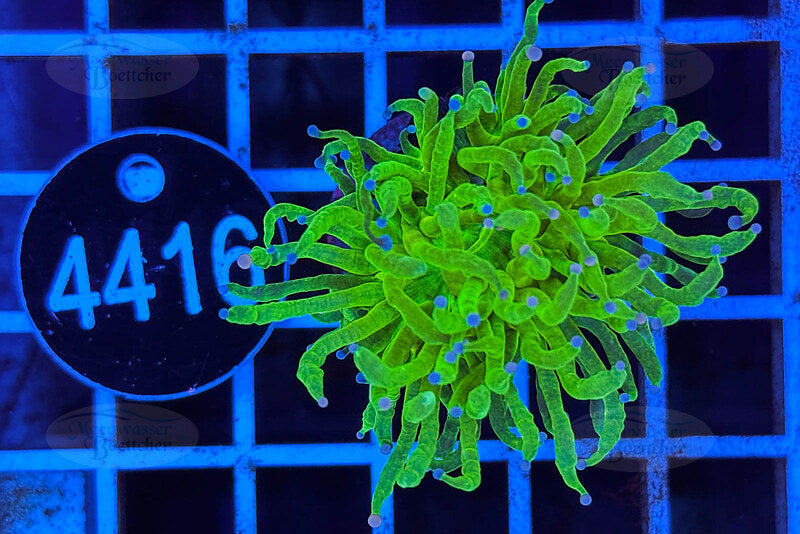 Euphyllia glabrescens | LPS Coral | WYSIWYG