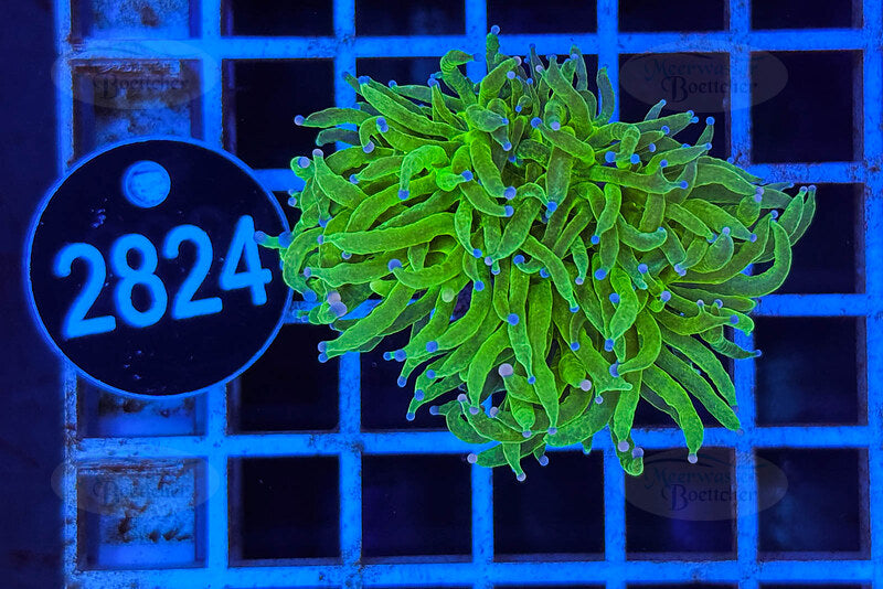 Euphyllia glabrescens | LPS Coral | WYSIWYG